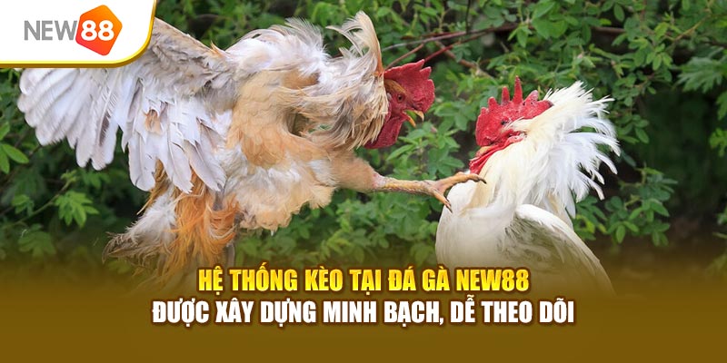 Hệ thống kèo tại đá gà New88 được xây dựng minh bạch, dễ theo dõi