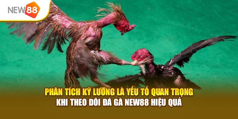 Phân tích kỹ lưỡng là yếu tố quan trọng khi theo dõi đá gà New88 hiệu quả