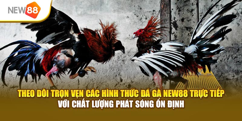 Theo dõi trọn vẹn các hình thức đá gà New88 trực tiếp với chất lượng phát sóng ổn định